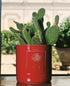 Virginia Casa Vivaio 15 cm Cache/Plant Pot